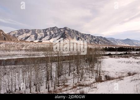 Una piccola foresta di betulla sulla riva di un bel fiume che scorre attraverso una valle innevata in montagna nei primi mesi invernali. Fiume Katun, Altai, Sibe Foto Stock