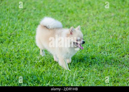 Il cucciolo di Pomerania corre sull'erba Foto Stock