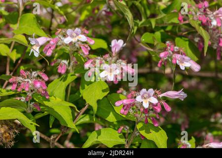 Beauty Bush, Paradisbuske (Linnaea amabilis) Foto Stock