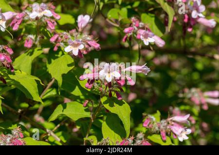 Beauty Bush, Paradisbuske (Linnaea amabilis) Foto Stock