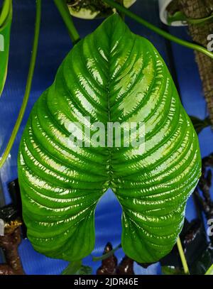 Una brillante forma a foglia ovale di Philodendron Furcatum, una rara e unica casalinga Foto Stock