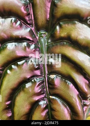 Primo piano della foglia lucida di Alocasia Cuprea, una rara pianta tropicale Foto Stock