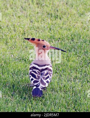 I hoopoes sono uccelli colorati che si trovano in Africa, Asia ed Europa, notevoli per la loro caratteristica 'corona' di piume. Foto Stock