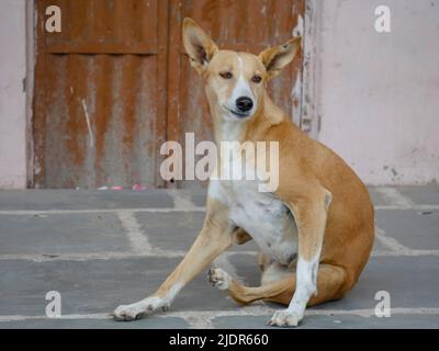 Cane di strada in india che vagano liberamente nel villaggio indiano rurale strada della città. Foto Stock