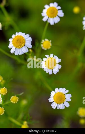 Matricaria chamomilla che cresce nel prato Foto Stock