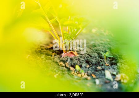 Succosa raccolto di radice fresca di ravanello rosso primo piano nel terreno nel letto del giardino Foto Stock