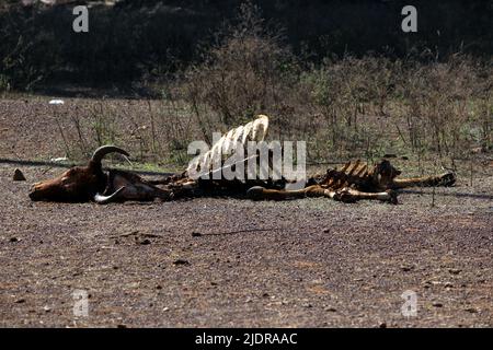 morte animale mucca scheletro legge giù sulla strada Foto Stock