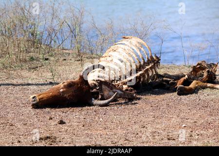 morte animale mucca scheletro legge giù sulla strada Foto Stock