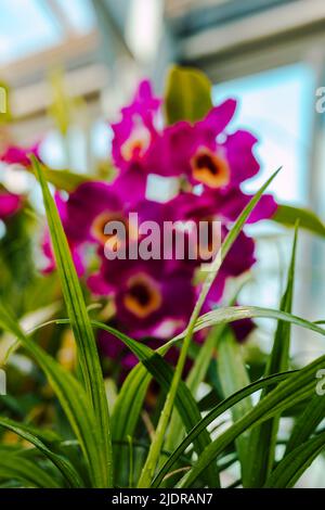 Bella orchidea di ricco colore viola nella serra Foto Stock