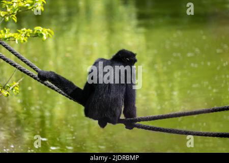 Il gibbone Nomascus gabriellae, gabbone rosso, si siede sulla corda sopra il lago il giorno di sole, ape nella famiglia Hylobatidae. Foto Stock