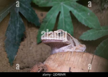 Hong Kong (Polipedates megacephalus), rana di frusta (Chipedates megacephalus), anfibia della famiglia Rhacophoridae (Old World tree rane). Foto Stock