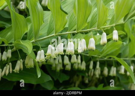Polygonatum giganteum fiori bianchi, sigillo gigante Salomone (Polygonatum canaliculatum, P. biflorum), pianta erbacea perenne con fiori bianchi nel Foto Stock