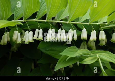 Polygonatum giganteum fiori bianchi, sigillo gigante Salomone (Polygonatum canaliculatum, P. biflorum), pianta erbacea perenne con fiori bianchi nel Foto Stock