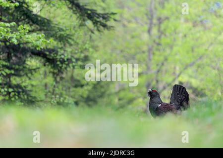 Il re della famiglia di gallo, ritratto d'arte del maschio occidentale di caprercaille (Tetrao urogallus) Foto Stock