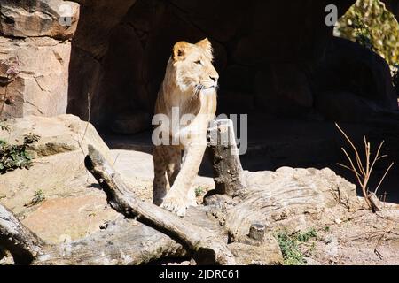 giovane leonessa che cammina sulle pietre guardando lo spettatore. Foto animale di un predatore. Mammifero africano. Re di animali Foto Stock