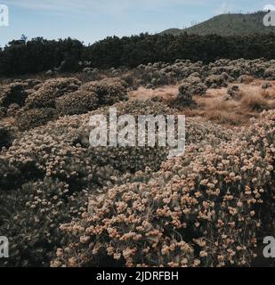 Fiore Edelweiss nel Monte Papandayan, Garut Foto Stock