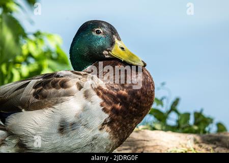 Primo piano di un coloratissimo drake di mallardo seduto sulla riva Foto Stock