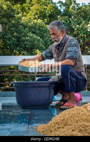 Dehradun City Uttarakhand India. Marzo 21st, 2022. Uomo indiano che lavorazione grano post-raccolto. Processo di bagnatura ed essiccazione. Foto Stock