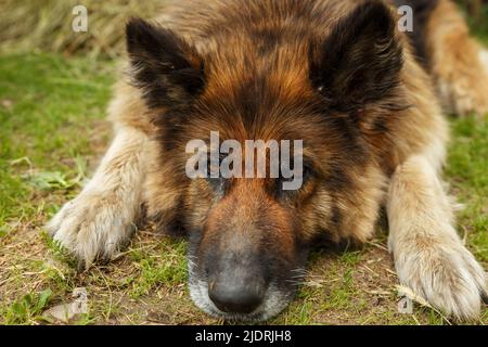 cane pastore tedesco. Il cane triste si trova a terra e guarda tristemente la macchina fotografica. Foto Stock