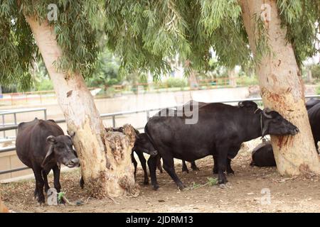 Bufali di bestiame stanno pascolando vicino ad un fiume e alberi loro discendenza da qualche parte in asia Pakistan Foto Stock