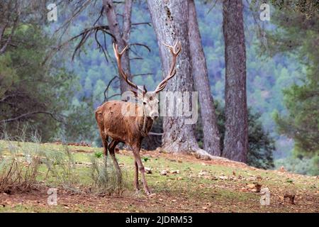 Cervi rossi spagnoli (Cervus elaphus hispanicus) in Sierras de Cazorla, Parco Naturale Segura y Las Villas, Provincia di Jaen, Andalusia, Spagna meridionale. Foto Stock