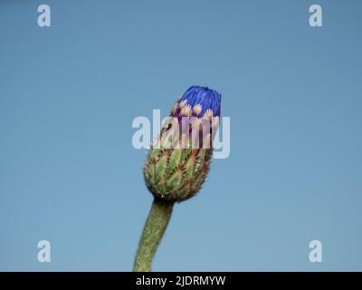 Il germoglio del girasole blu selvatico con sfondo blu brillante, e con il nome latino Centaurea cyanus Foto Stock
