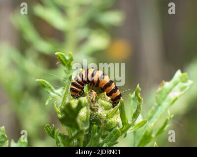 il cinghiale della farfalla di Cinnabar mangia il verde del ragwort Foto Stock