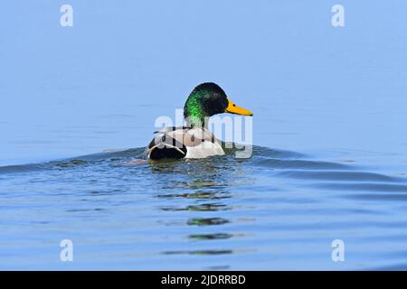 I mallardi maschio nuotano via lasciando un risveglio dietro Foto Stock