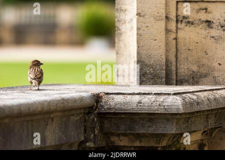 piccolo passero si siede su una grande ringhiera barocca in pietra Foto Stock