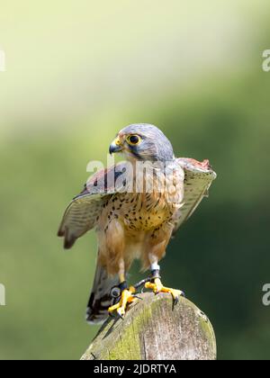 Un primo piano di una bella, prigioniera, maschio Kestrel, (Falco tinnunculus), come si stende le sue ali. Le jesse sono visibili sulle gambe Foto Stock