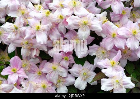 Fiori del clematis Montana var Elizabeth Foto Stock