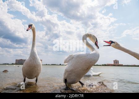 Due adulti Mute Swan lotta , inchinarsi l'un l'altro in acqua. Un cigno bianco stuzzicante un altro cigno con il suo becco. Il cigno muto, nome latino Cygnus ol Foto Stock