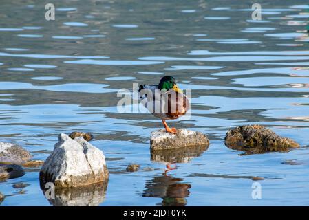 Anatra di Mallard seduta da sola su una roccia vicino a una riva del lago, acqua sullo sfondo e varie rocce e ciottoli in primo piano Foto Stock