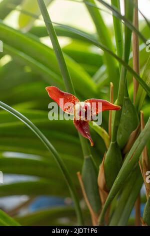 Piccola orchidea cattleya rossa. Bellissimo fiore primo piano. Orhids in fiore. Foto Stock