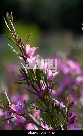 Fiori rosa a forma di stella e boccioli del waxflower nativo australiano Crowea exalata, famiglia Rutaceae. Arbusto Evergreen endemico a Victoria Foto Stock