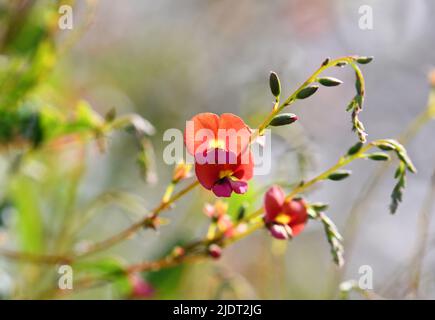 Fiori arancioni e rosa del cuore nativo australiano foglia fiamma Pea, Chorizema cordatum, famiglia Fabaceae. Endemico a foreste di eucalipto di WA Foto Stock