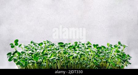 Germogli di Microgreen su uno sfondo grigio. Foto Stock