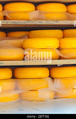 Stoccaggio su scaffali in legno di formaggio giallo olandese stagionato Foto Stock