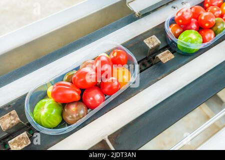Pomodori freschi confezionati su nastro trasportatore in serra olandese pronti per ulteriori lavorazioni Foto Stock