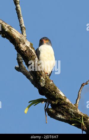 Semiplbeous Hawk (Leucopternis semi-Plumbeus) adulto arroccato sul ramo la Selva, Costa Rica Marzo Foto Stock