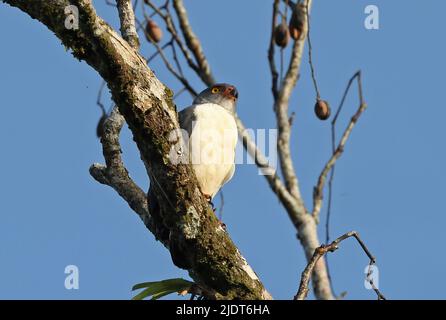 Semiplbeous Hawk (Leucopternis semi-Plumbeus) adulto arroccato sul ramo la Selva, Costa Rica Marzo Foto Stock