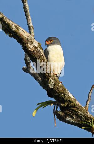 Semiplbeous Hawk (Leucopternis semi-Plumbeus) adulto arroccato sul ramo la Selva, Costa Rica Marzo Foto Stock