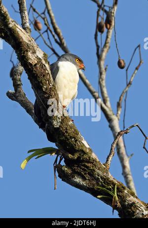 Semiplbeous Hawk (Leucopternis semi-Plumbeus) adulto arroccato sul ramo la Selva, Costa Rica Marzo Foto Stock