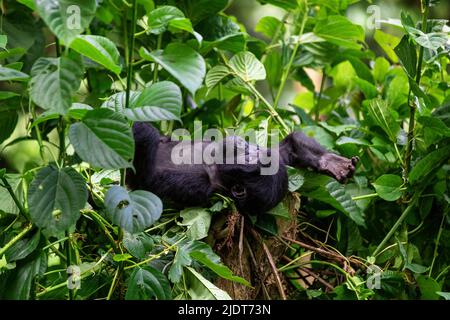 Il gorilla bambino, gorilla beringei beringei, riposa su un ceppo di albero nella Foresta impenetrabile di Bwindi, Uganda. Fa parte del gruppo della famiglia Habinyanja. Foto Stock