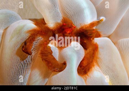 Granchio di Orangutan (Achaeus japonicus), vive in simbiosi con il corallo bolla (Plerogyra sinusosa), Halmahera, Moluccas Sea, Indonesia, Oceano Pacifico Foto Stock