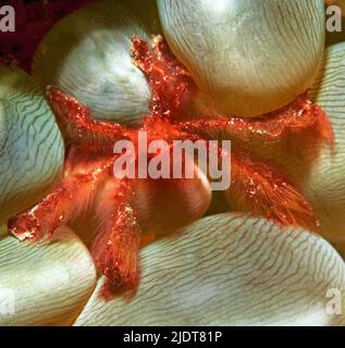 Granchio di Orangutan (Achaeus japonicus), vive in simbiosi con il corallo bolla (Plerogyra sinusosa), Halmahera, Moluccas Sea, Indonesia, Oceano Pacifico Foto Stock