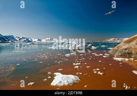 Scenario da Kings fiordo (Kongsfjorden) in west Spitsbergen Svalbard nel giugno 2008. Foto Stock