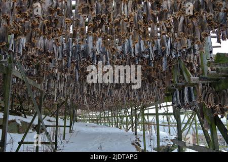 Rack di pesce con essiccazione cod in Henningsvaer, Lofoten, Norvegia. Foto Stock