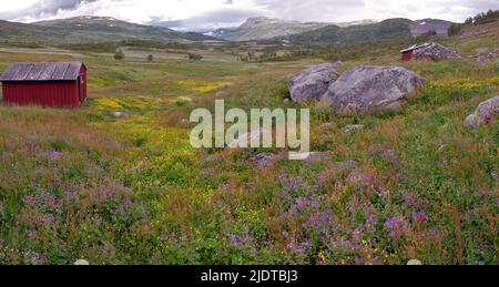 Scenario estivo dal nord Hrdangervidda, Buskerud county, Norvegia. Foto Stock