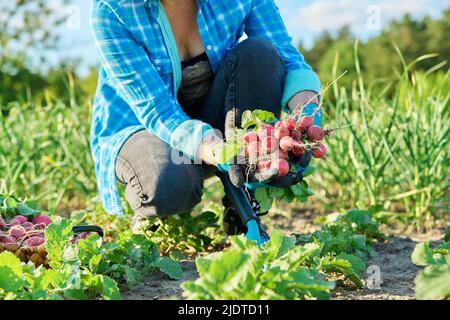 Primo piano delle mani degli agricoltori che raccolgono i raggi nel cestino Foto Stock